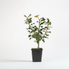 Ilex aquifolium