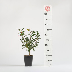 Ilex aquifolium