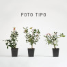 Ilex aquifolium
