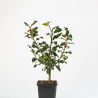 Ilex aquifolium