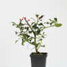 Ilex aquifolium