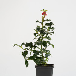 Ilex aquifolium