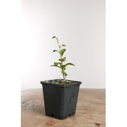 Diospyros Rhombifolia – Kaki