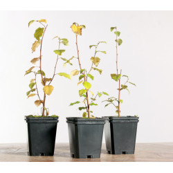 Betula