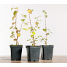 Betula
