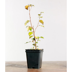 Betula