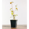 Betula