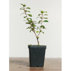 Escallonia spp.