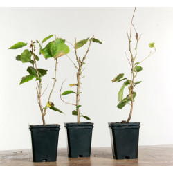 Corylus avellana