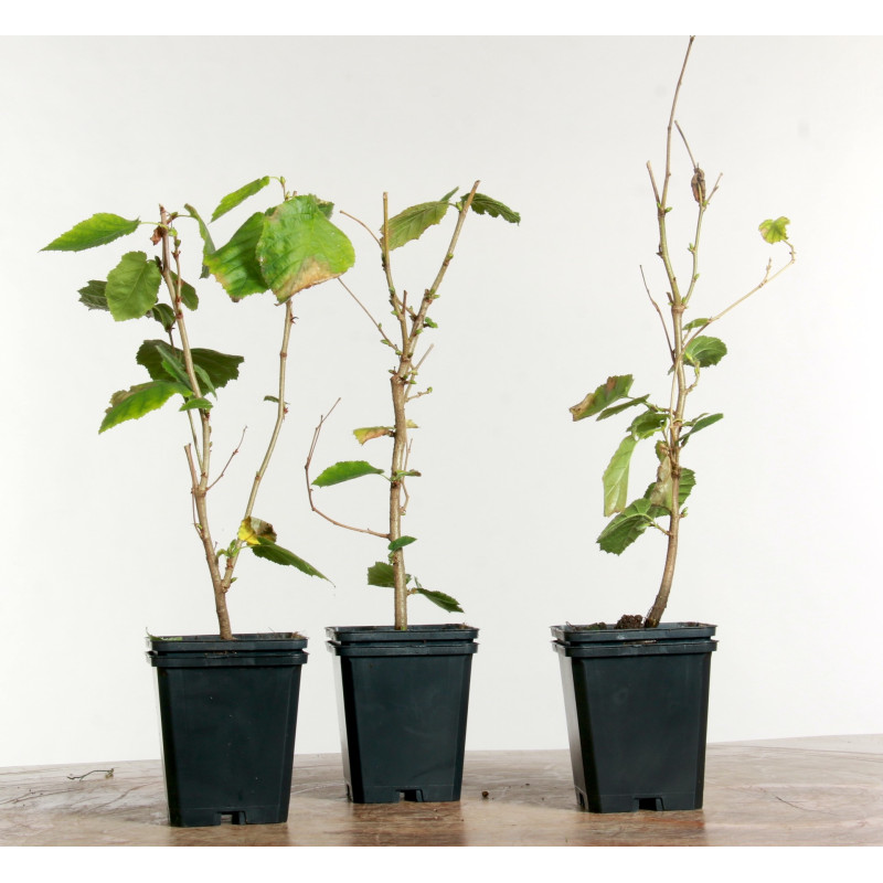 Corylus avellana