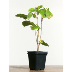 Corylus avellana