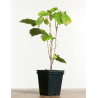 Corylus avellana