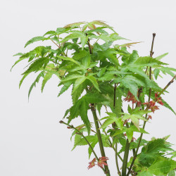 Acer palmatum Little princess