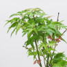 Acer palmatum Little princess
