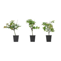 Acer palmatum Little princess