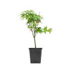 Acer palmatum Little princess