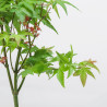 Acer palmatum Little princess