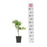 Acer palmatum Little princess