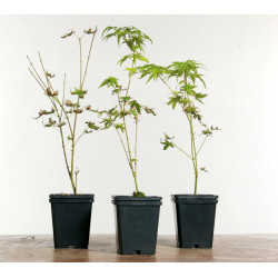 Acer palmatum Phoenix