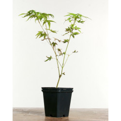 Acer palmatum Phoenix