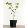 Acer palmatum Phoenix
