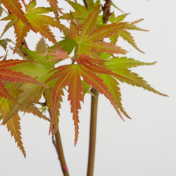 Acer palmatum Emerald Lace