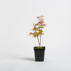 Acer palmatum Emerald Lace