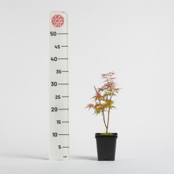 Acer palmatum Emerald Lace