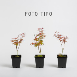 Acer palmatum Emerald Lace