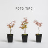 Acer palmatum Emerald Lace