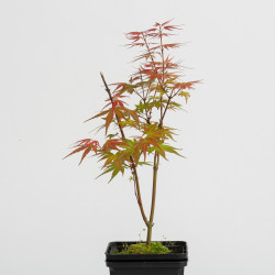Acer palmatum Emerald Lace
