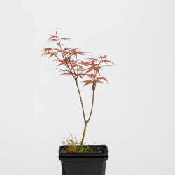 Acer palmatum Emerald Lace