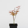 Acer palmatum Emerald Lace