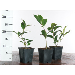 Michelia White Caviar