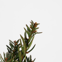 Taxus cuspidata nana