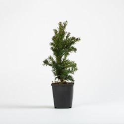 Taxus cuspidata nana