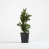 Taxus cuspidata nana