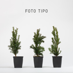 Taxus cuspidata nana