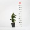 Taxus cuspidata nana