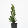 Taxus cuspidata nana