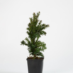 Taxus cuspidata nana