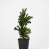 Taxus cuspidata nana