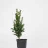 Taxus cuspidata nana