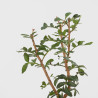 Pistachia lentiscus