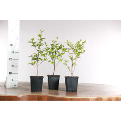 Styrax japonica