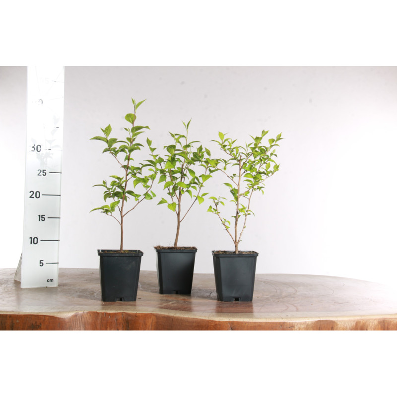 Styrax japonica