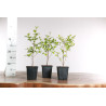 Styrax japonica