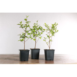Styrax japonica