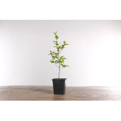 Styrax japonica