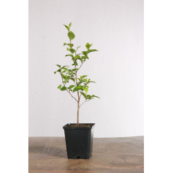 Styrax japonica